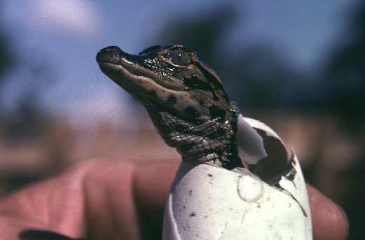 Baby Gator.jpg